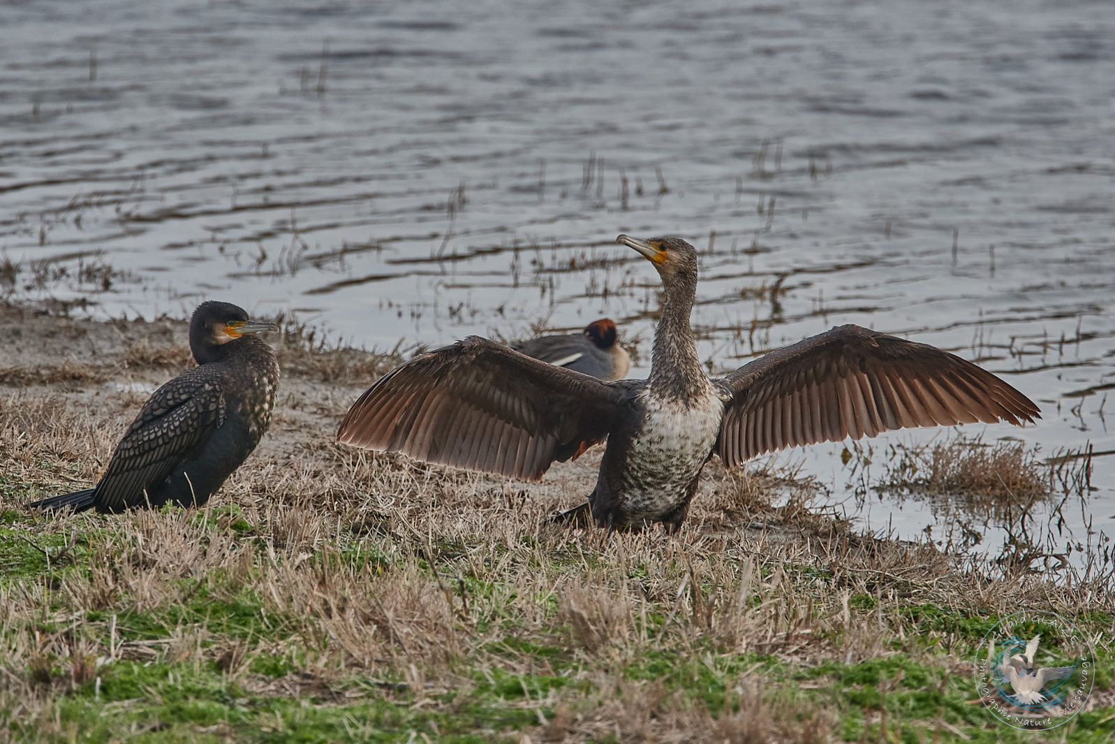 Grand Cormoran - Great Cormorant