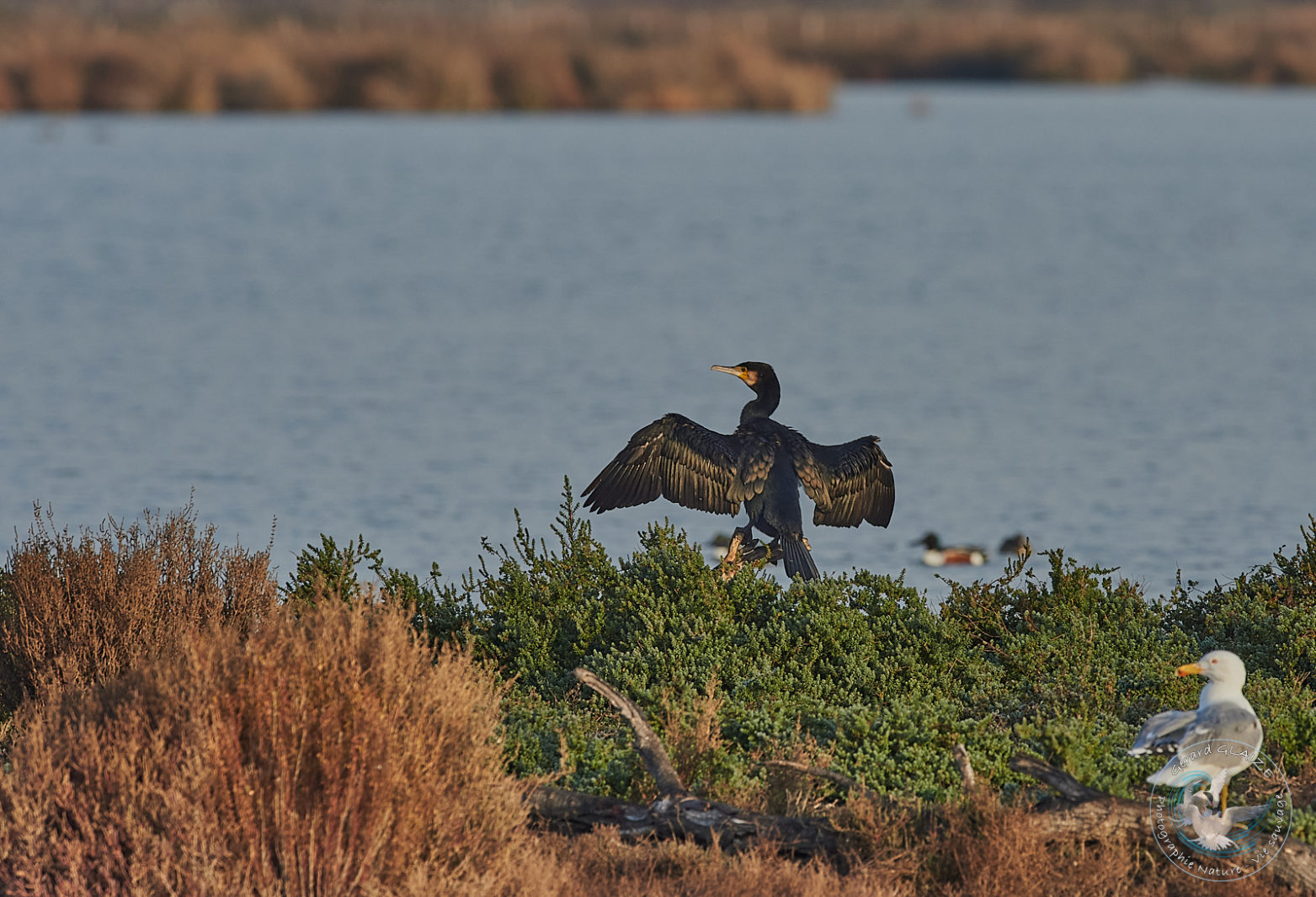 Grand Cormoran - Great Cormorant