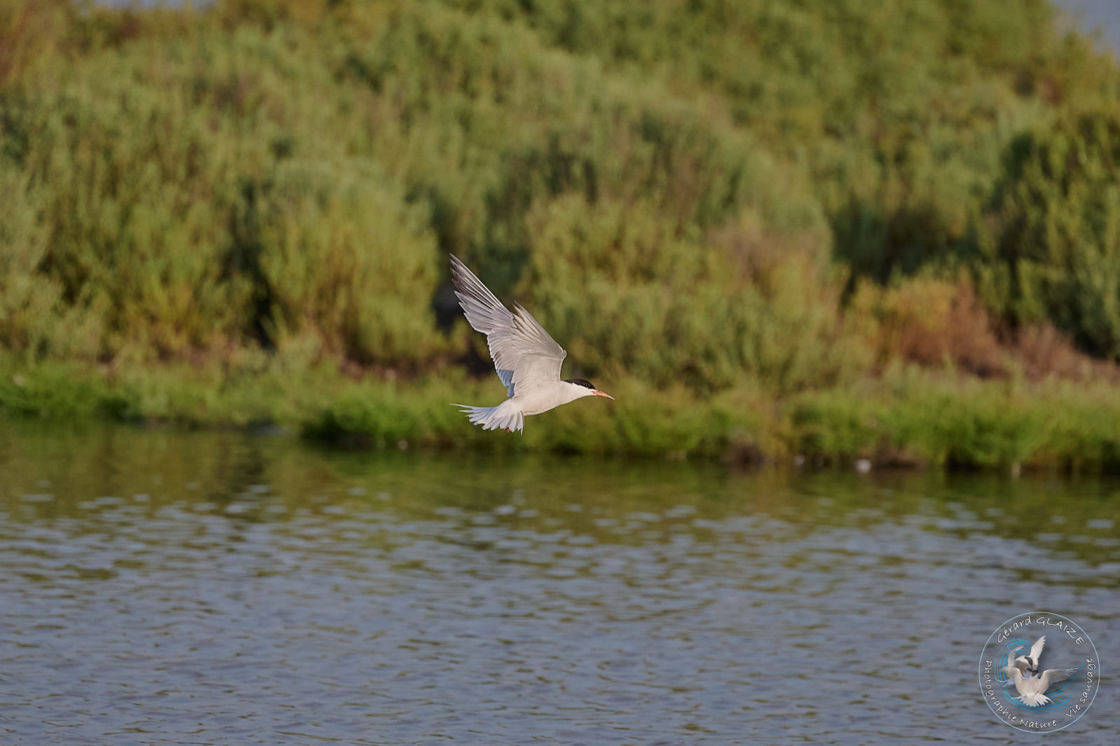 Sterne naine - Little Tern