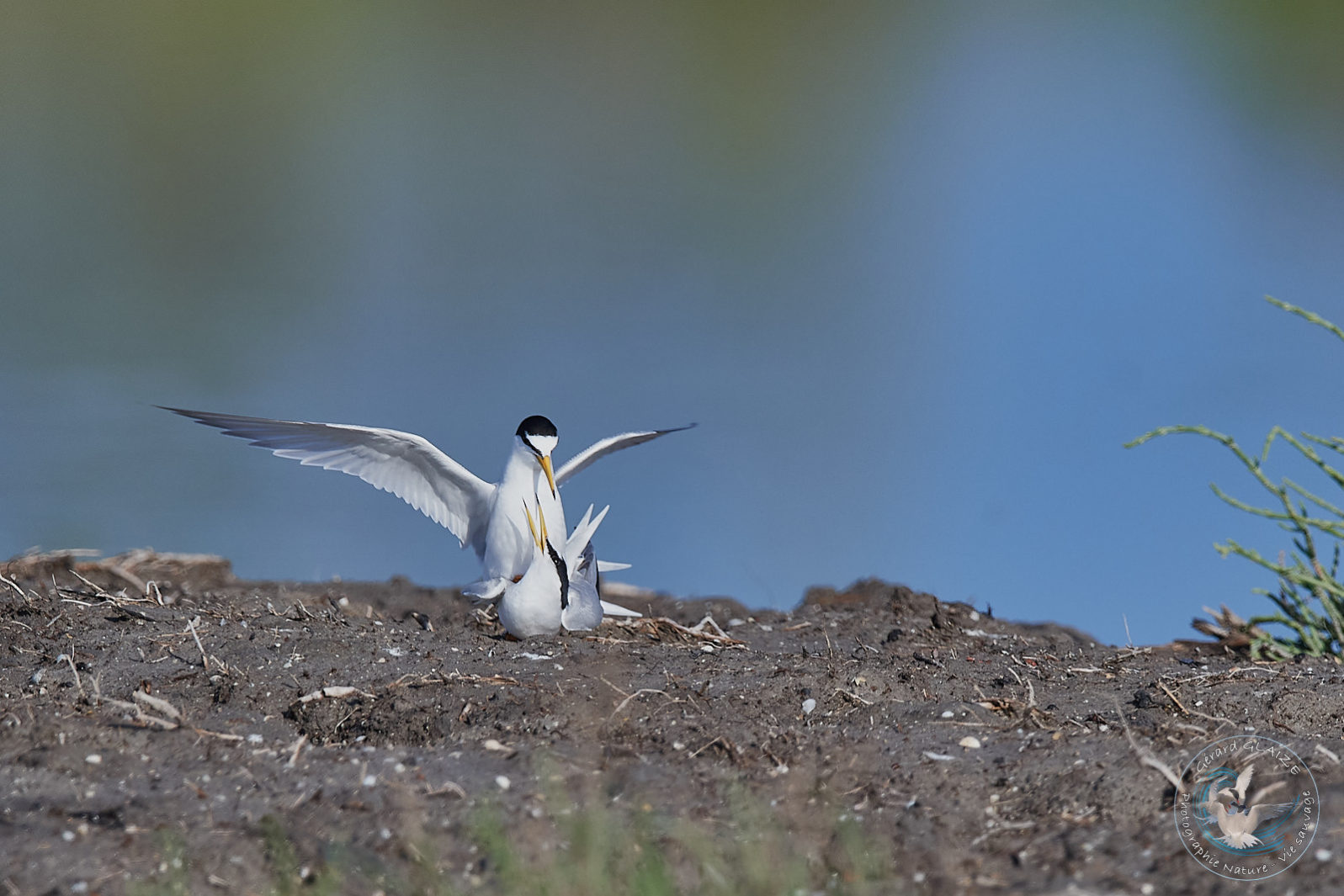 Sterne naine - Little Tern