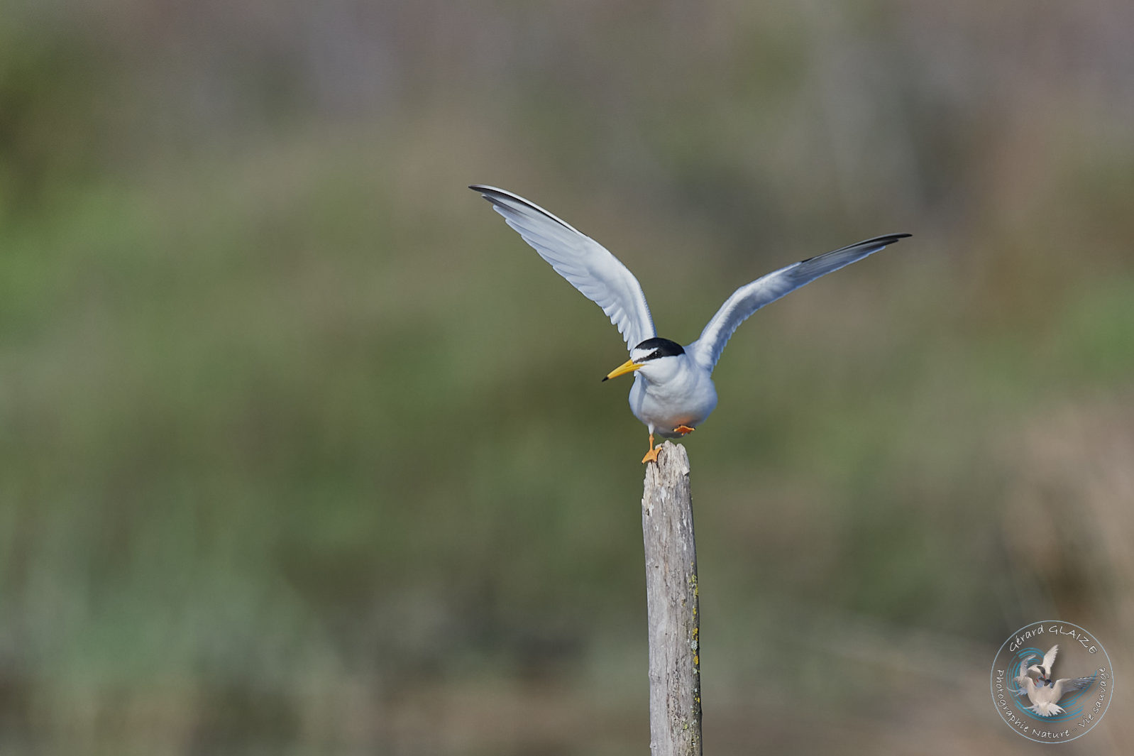 Sterne naine - Little Tern