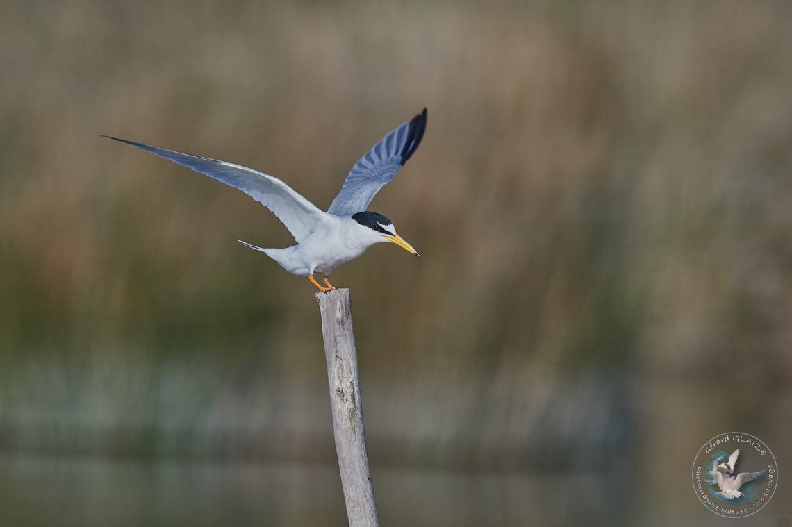 Sterne naine - Little Tern