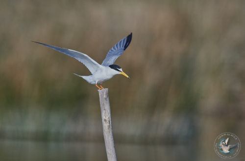 Sterne naine - Little Tern