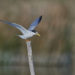 Sterne naine - Little Tern