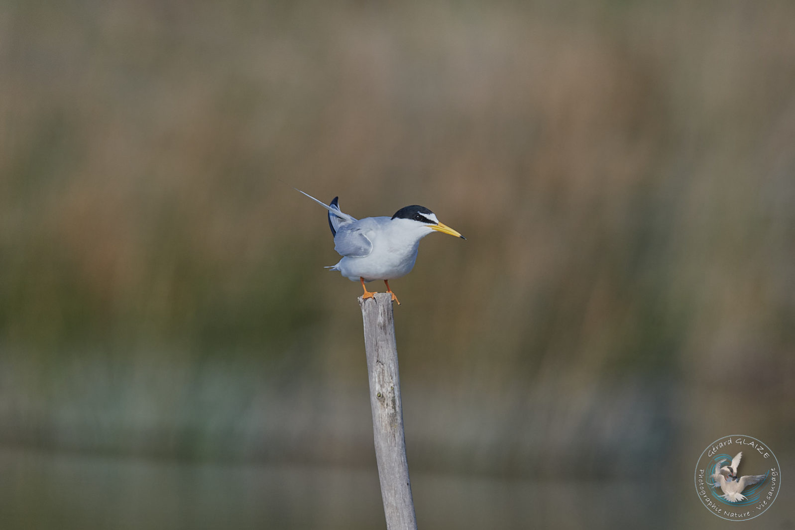 Sterne naine - Little Tern