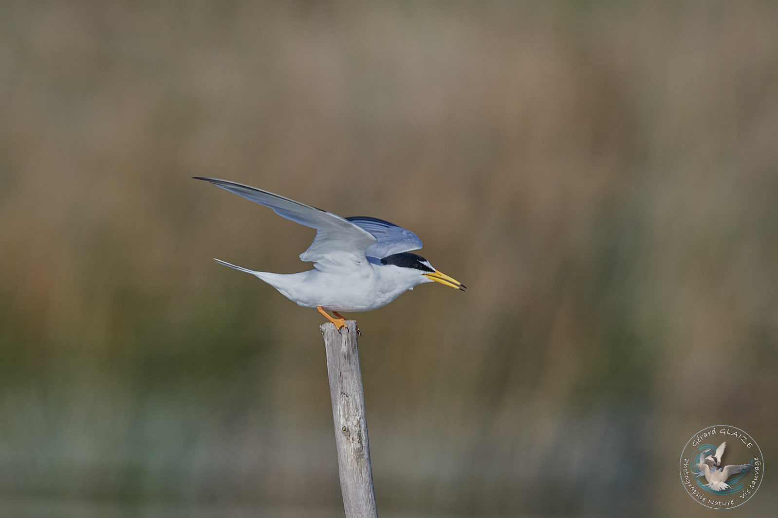 Sterne naine - Little Tern