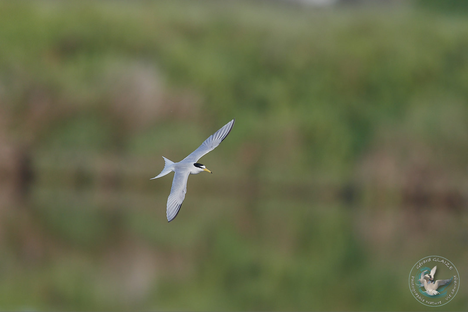 Sterne naine - Little Tern