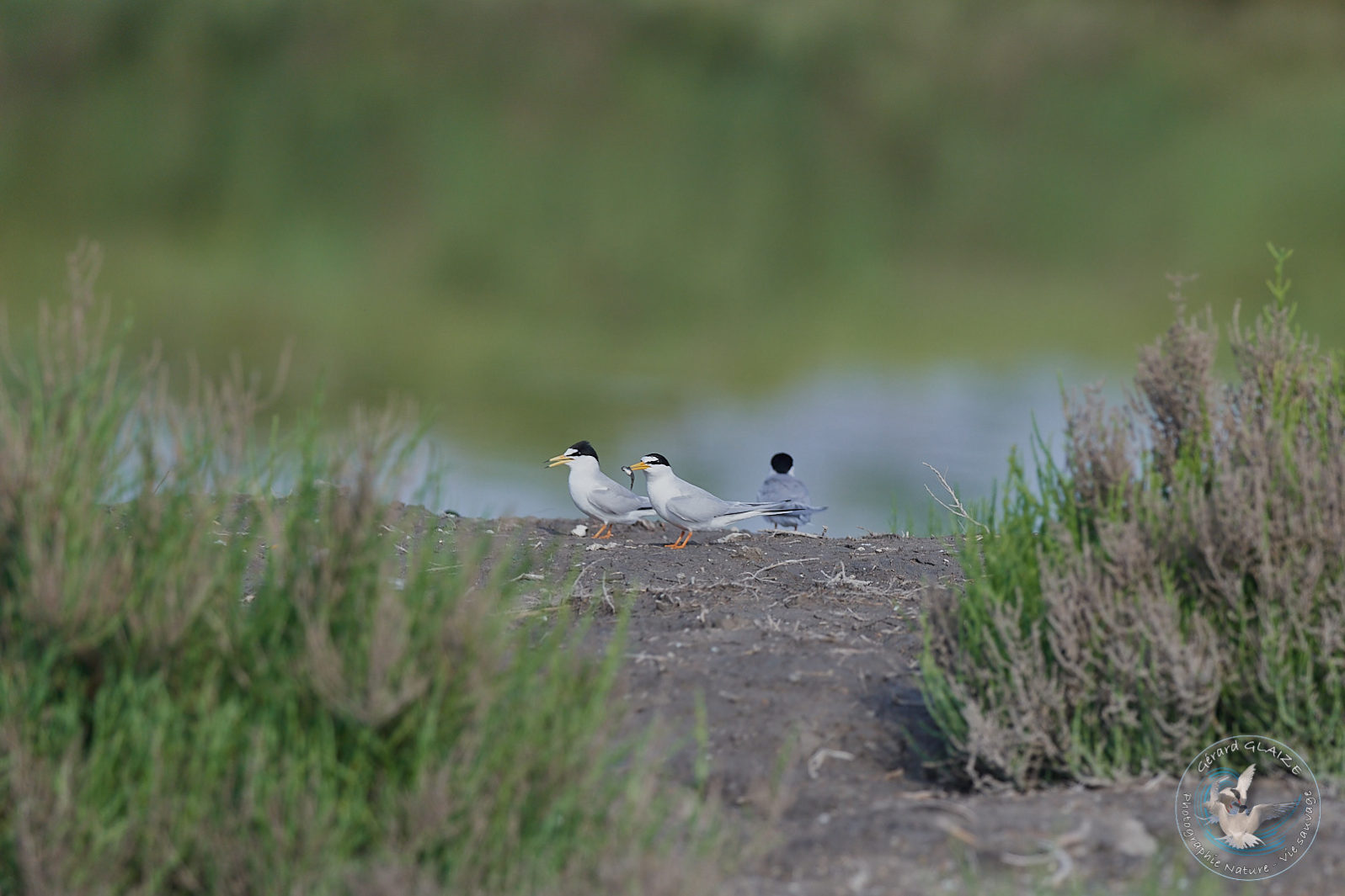 Sterne naine - Little Tern