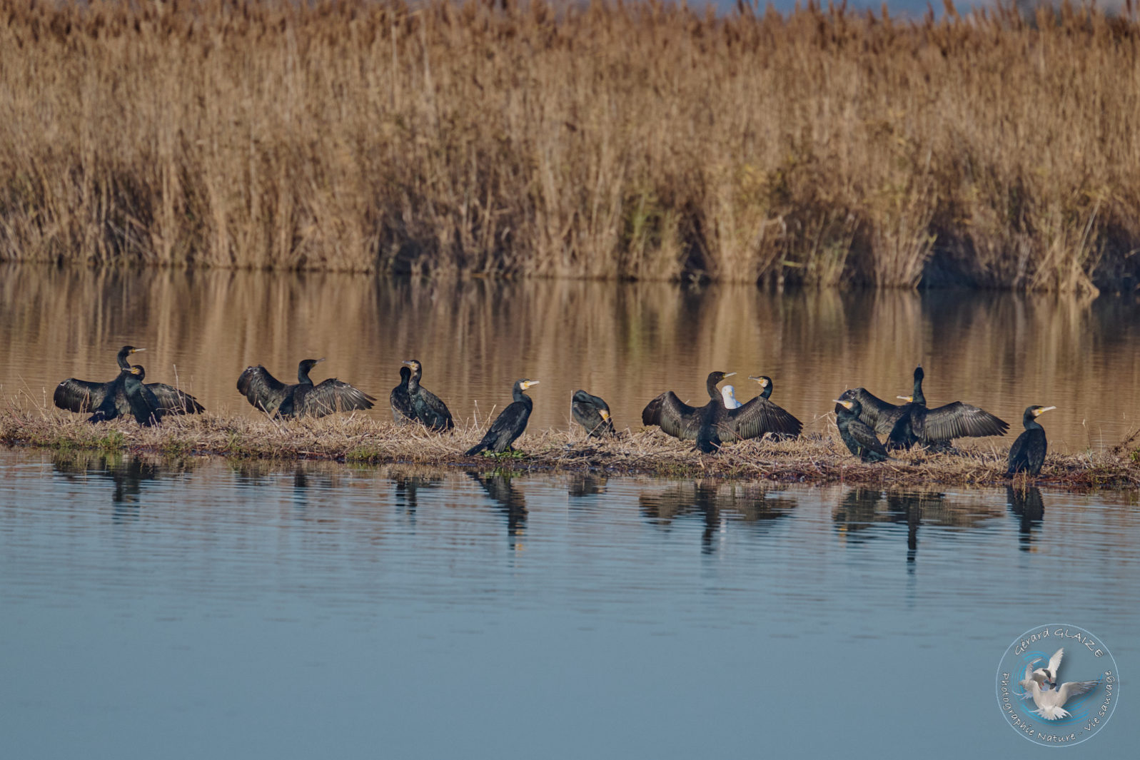 Grand Cormoran - Great Cormorant