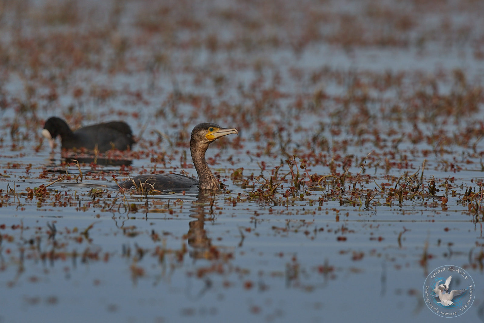 Grand Cormoran - Great Cormorant