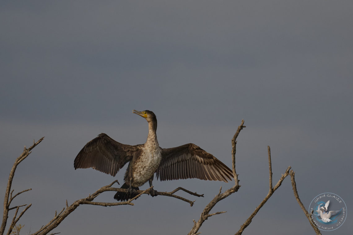 Grand Cormoran - Great Cormorant