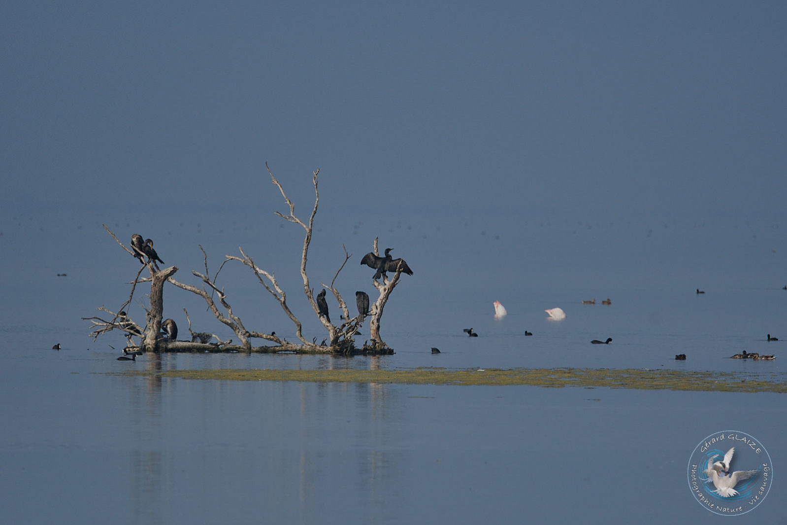 Grand Cormoran - Great Cormorant