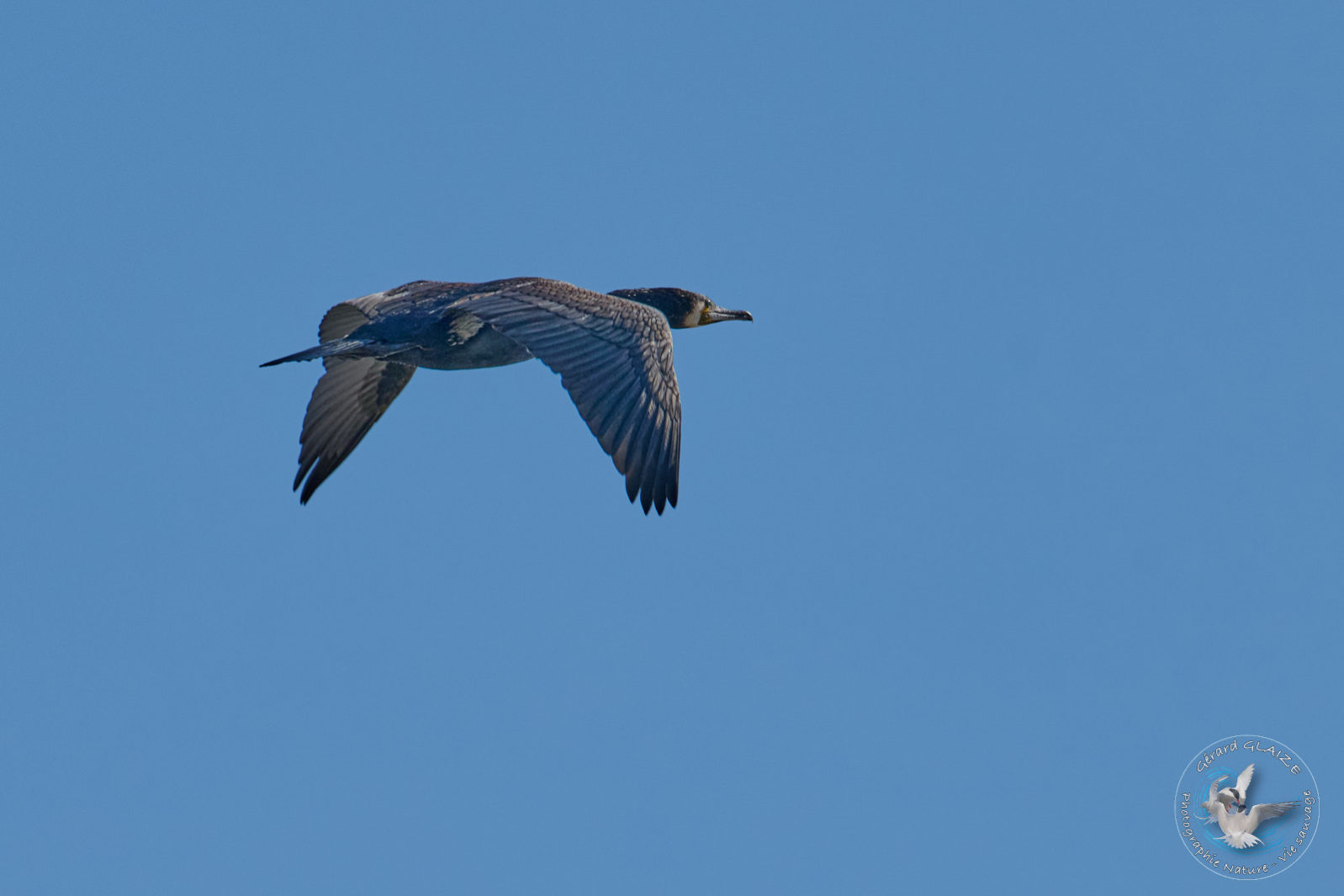 Grand Cormoran - Great Cormorant