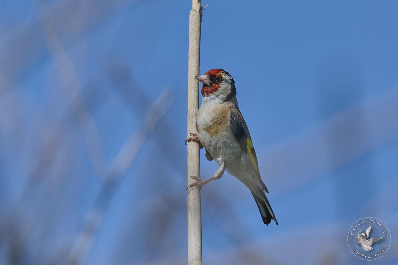 Chardonneret élégant - European Goldfinch