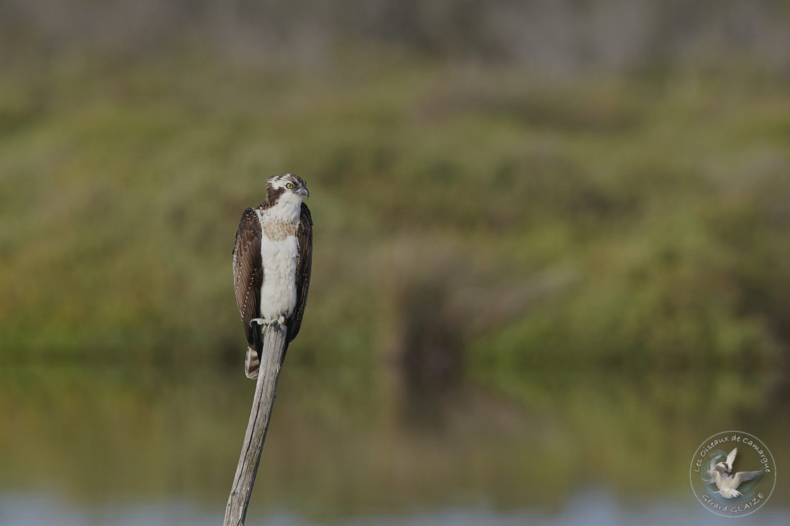 Balbuzard pêcheur - Osprey