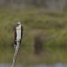 Balbuzard pêcheur - Osprey