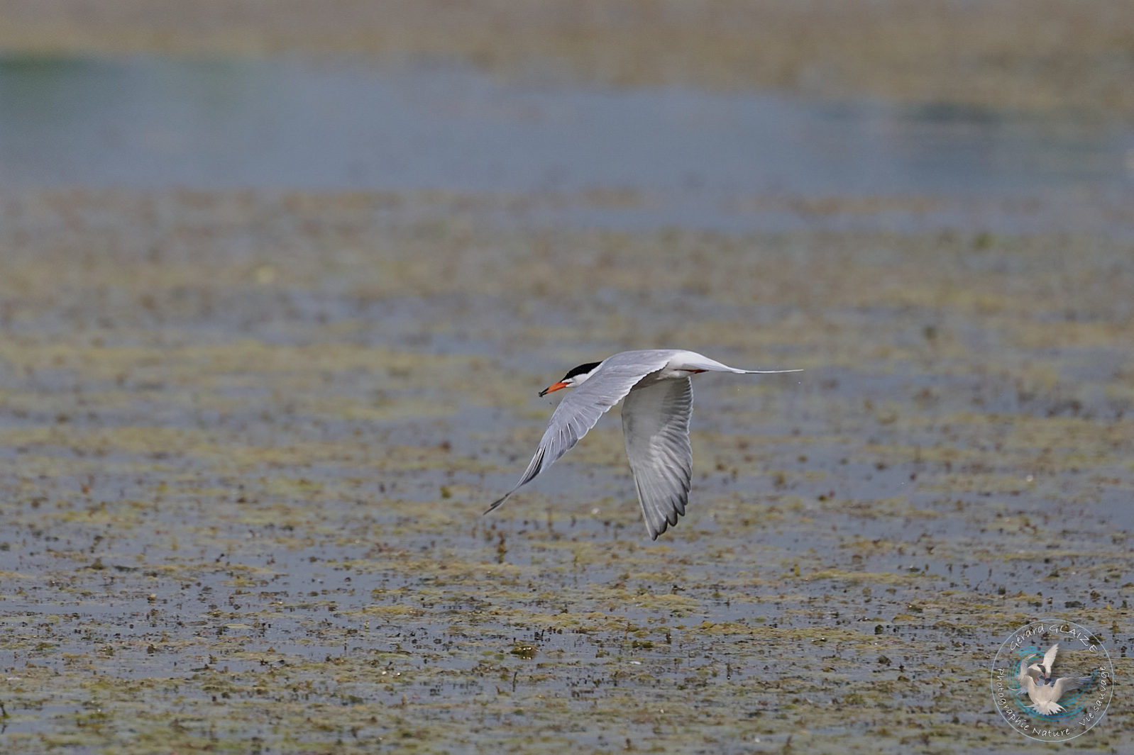 Sterne Pierregarin - Common Tern