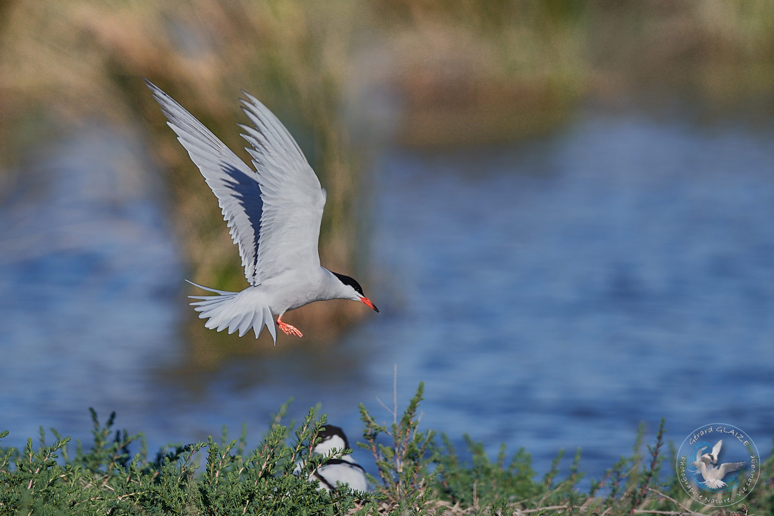 Sterne Pierregarin - Common Tern