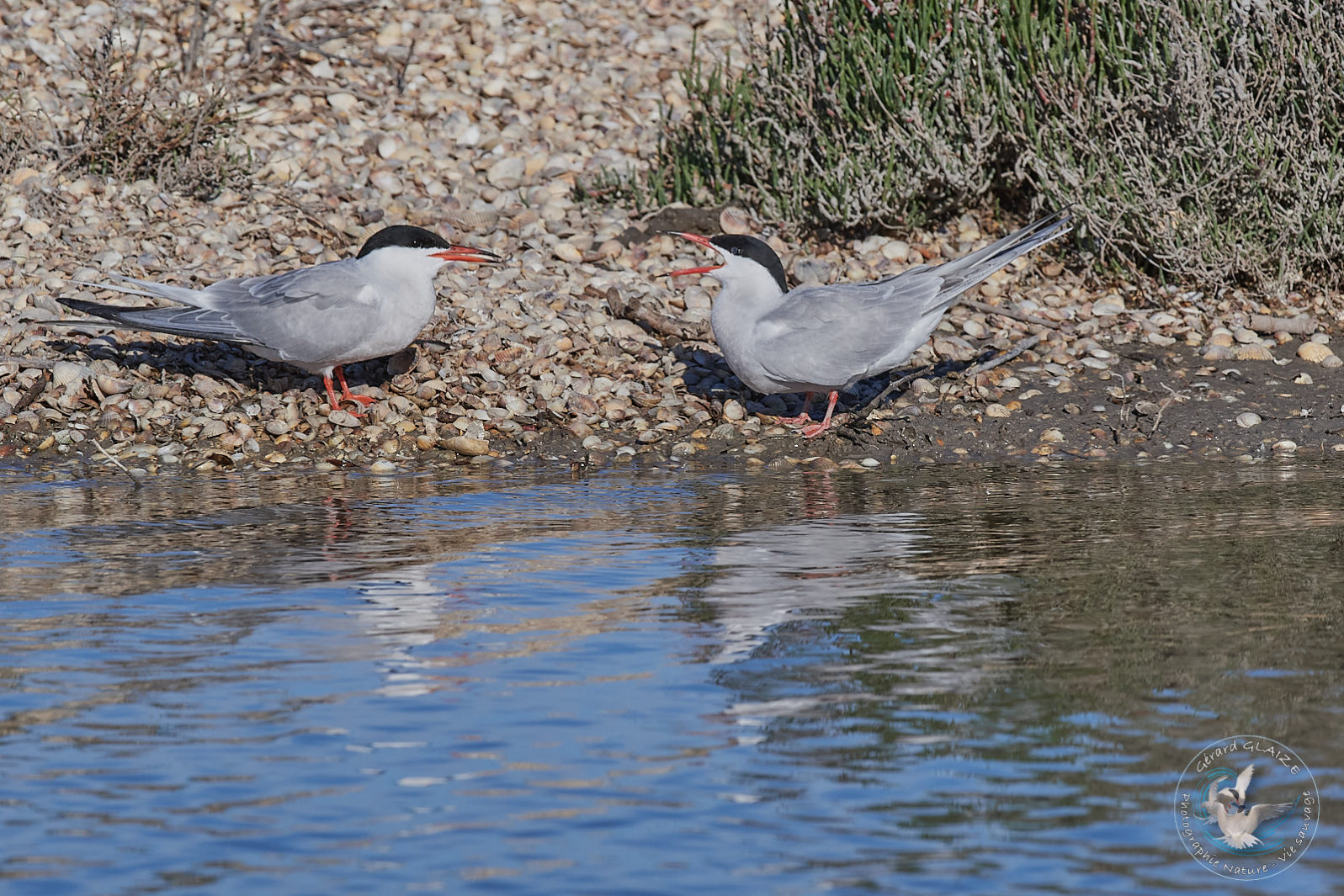 Sterne Pierregarin - Common Tern