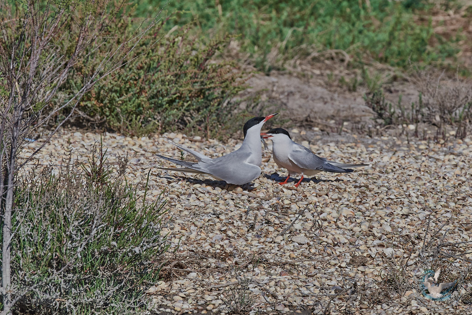 Sterne Pierregarin - Common Tern