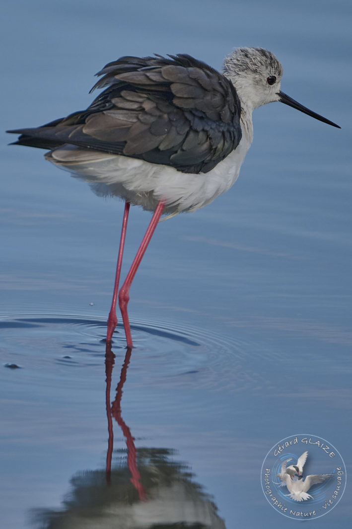 Echasses blanches - Black-winged Stilt