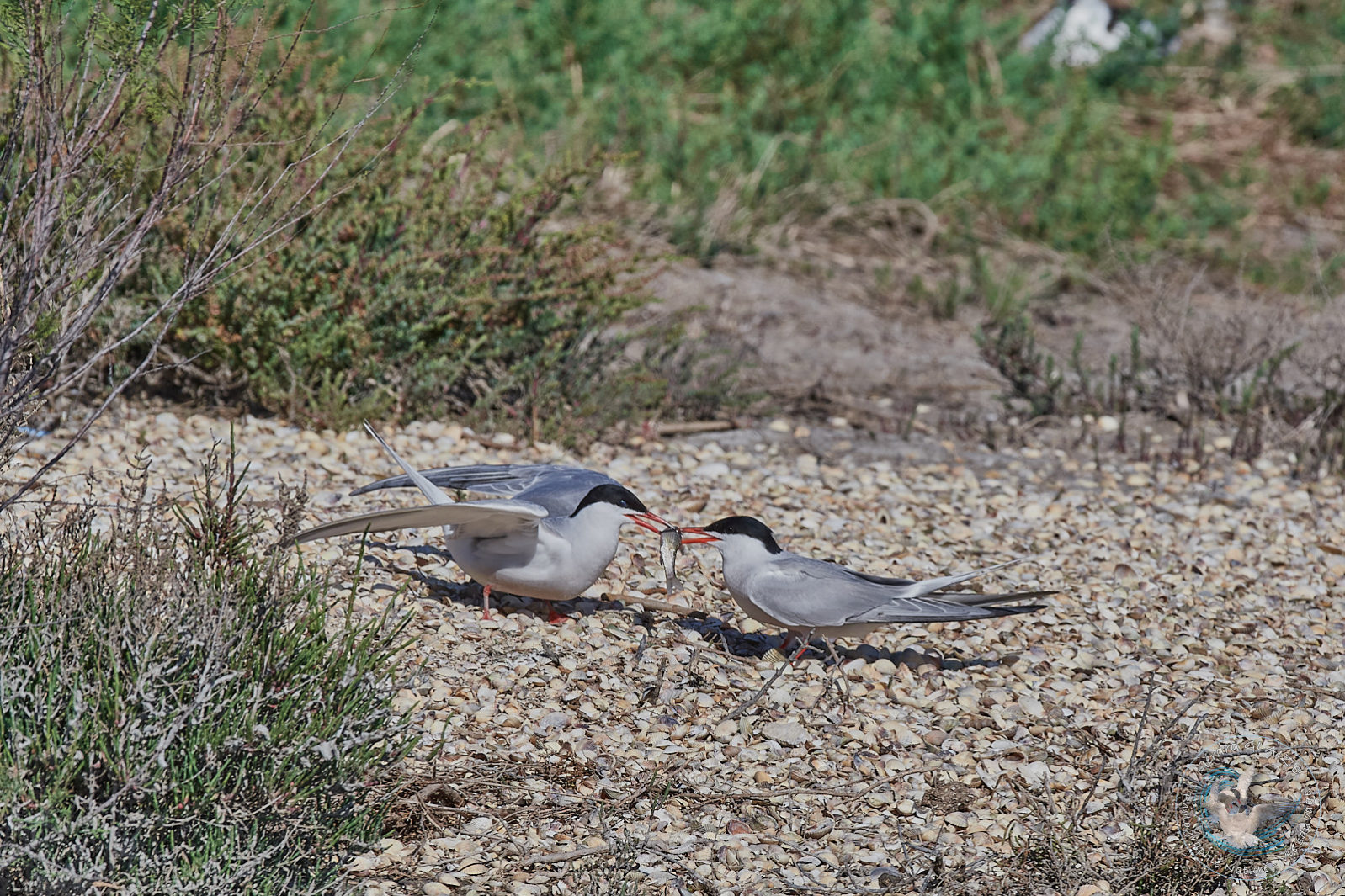 Sterne Pierregarin - Common Tern