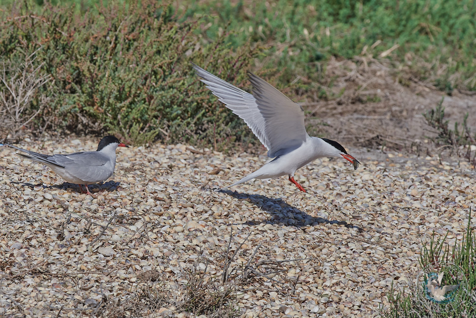 Sterne Pierregarin - Common Tern