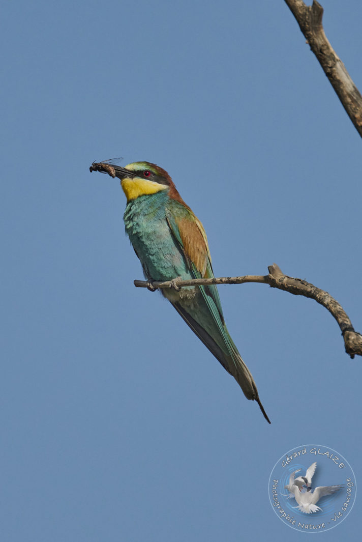 Guêpier d'Europe - European Bee-eater