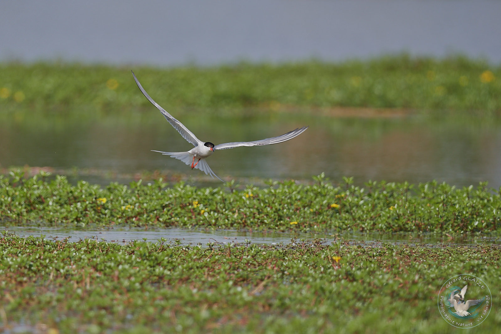 Sterne Pierregarin - Common Tern