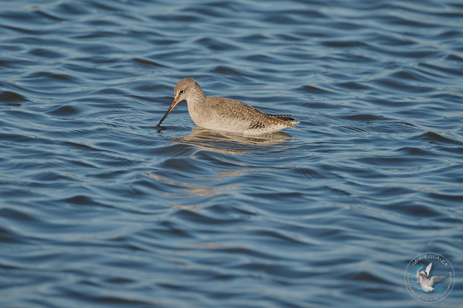 Chevalier culblanc - Green Sandpiper