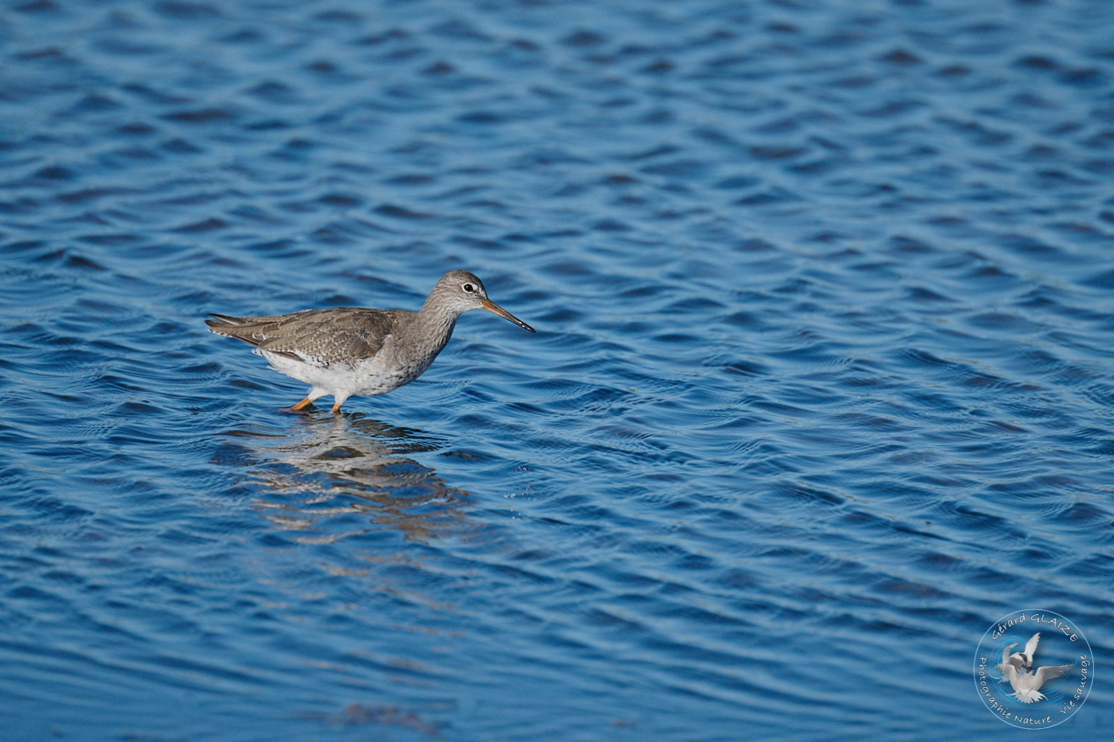 Chevalier culblanc - Green Sandpiper