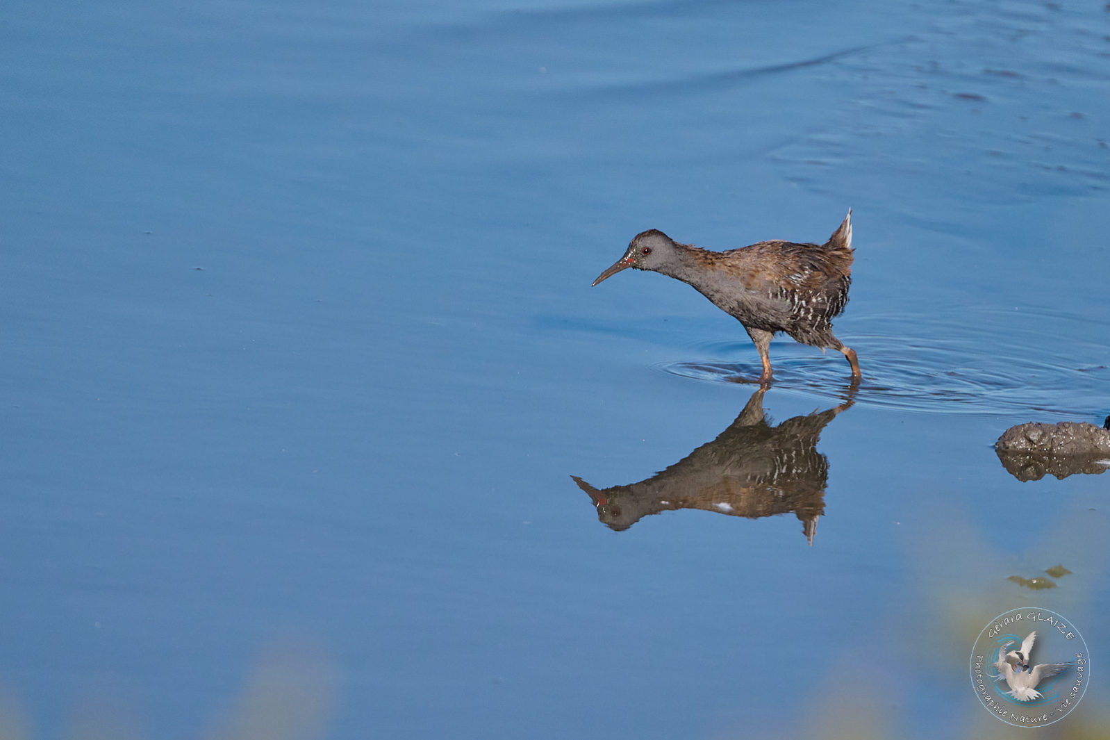 Râle d'eau - Water Rail