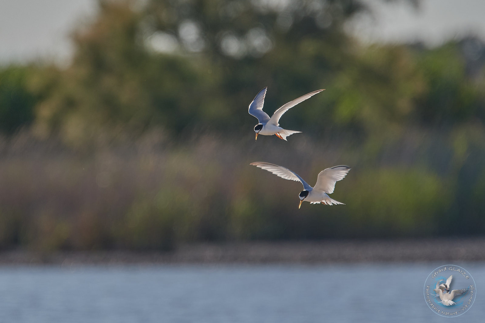 Sterne Pierregarin - Common Tern