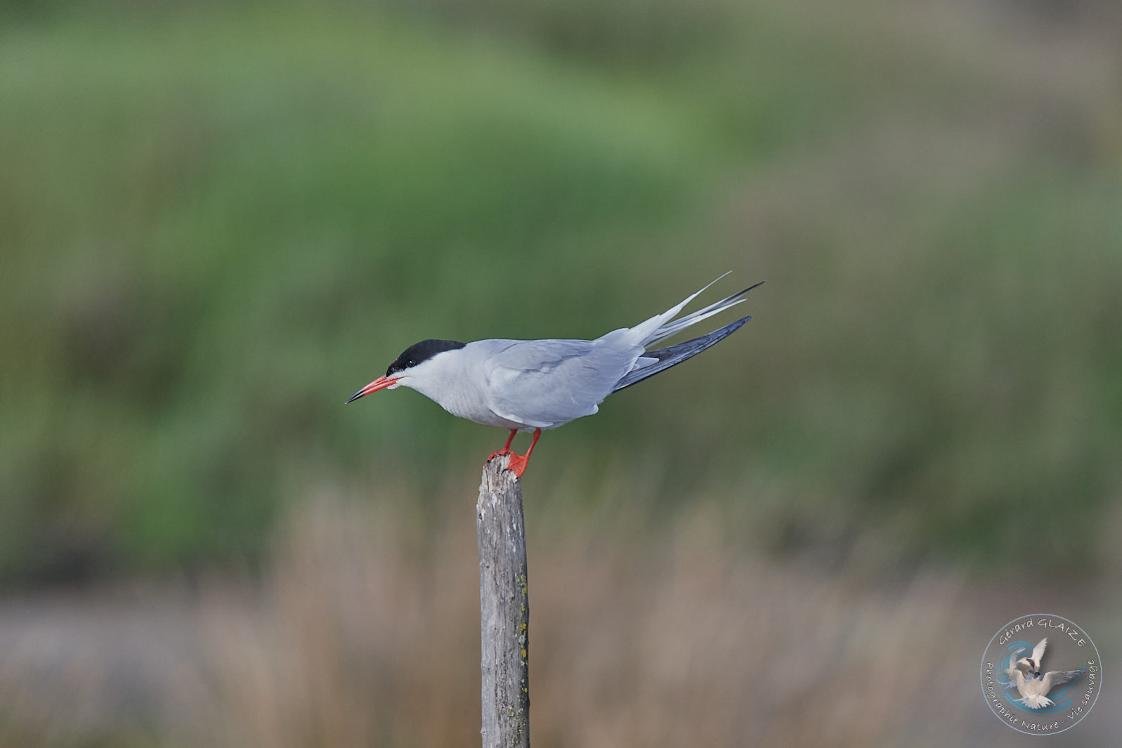 Sterne Pierregarin - Common Tern