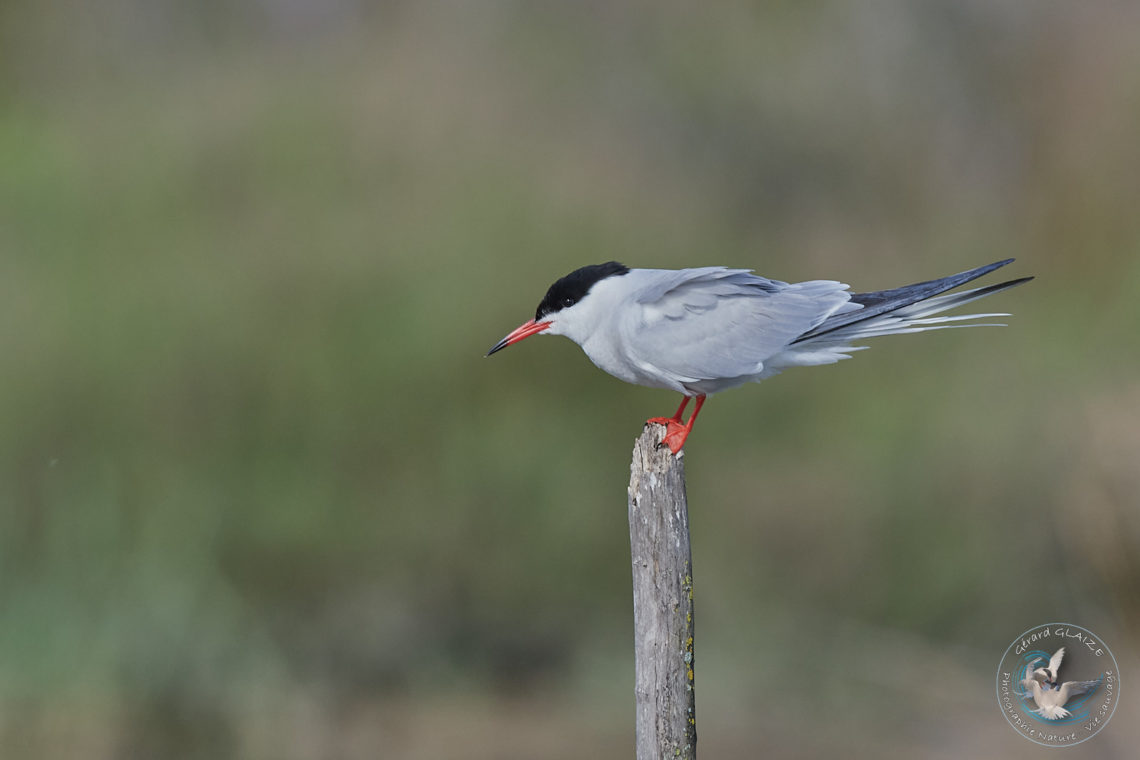 Sterne Pierregarin - Common Tern