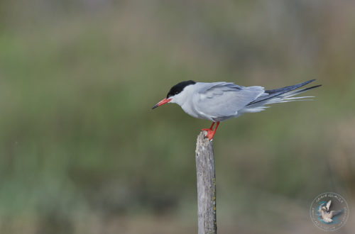 Sterne Pierregarin - Common Tern