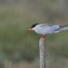 Sterne Pierregarin - Common Tern