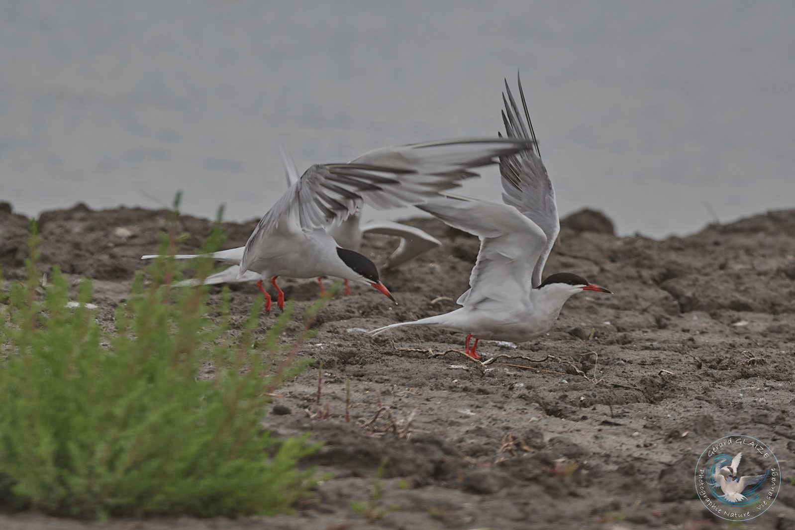 Sterne Pierregarin - Common Tern