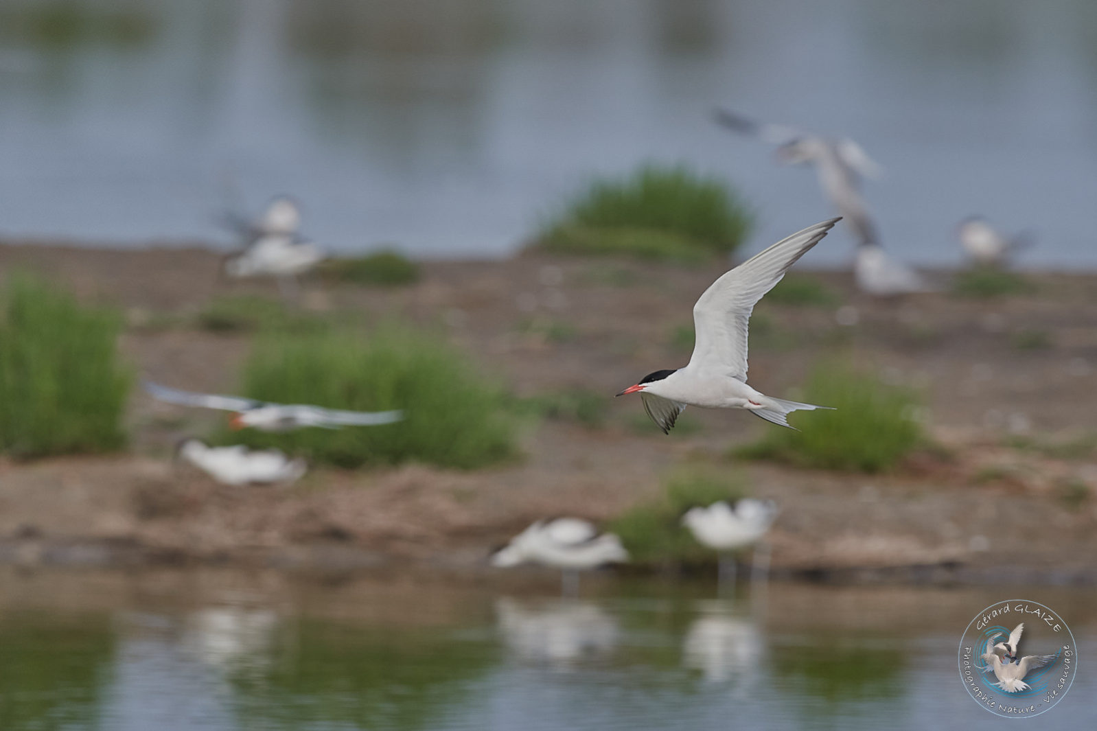 Sterne Pierregarin - Common Tern