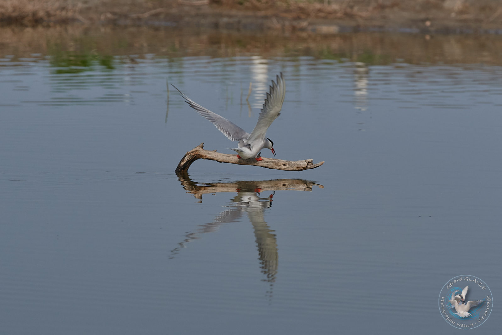 Sterne Pierregarin - Common Tern