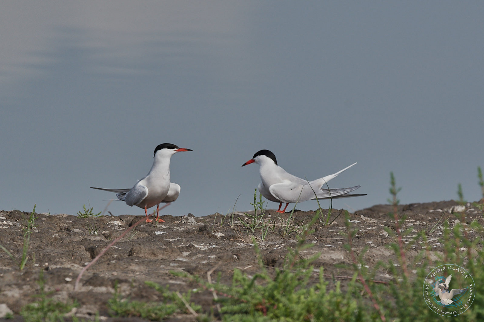 Sterne Pierregarin - Common Tern