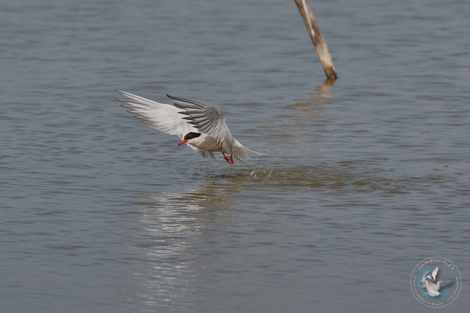 Sterne Pierregarin - Common Tern