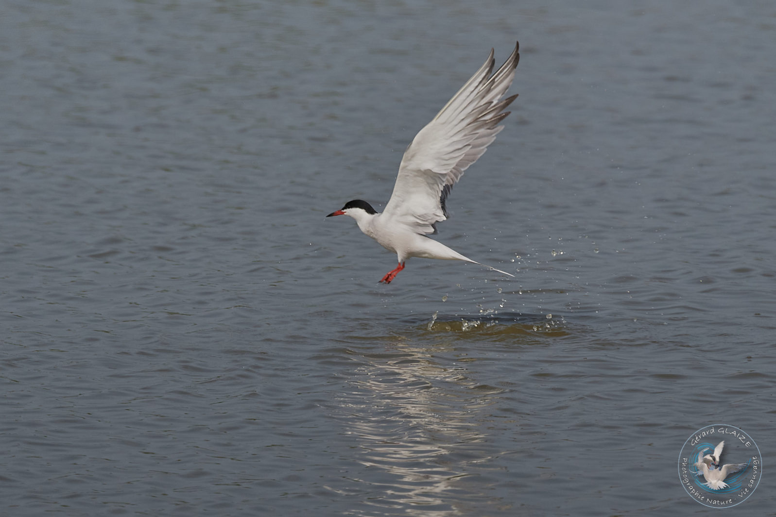 Sterne Pierregarin - Common Tern