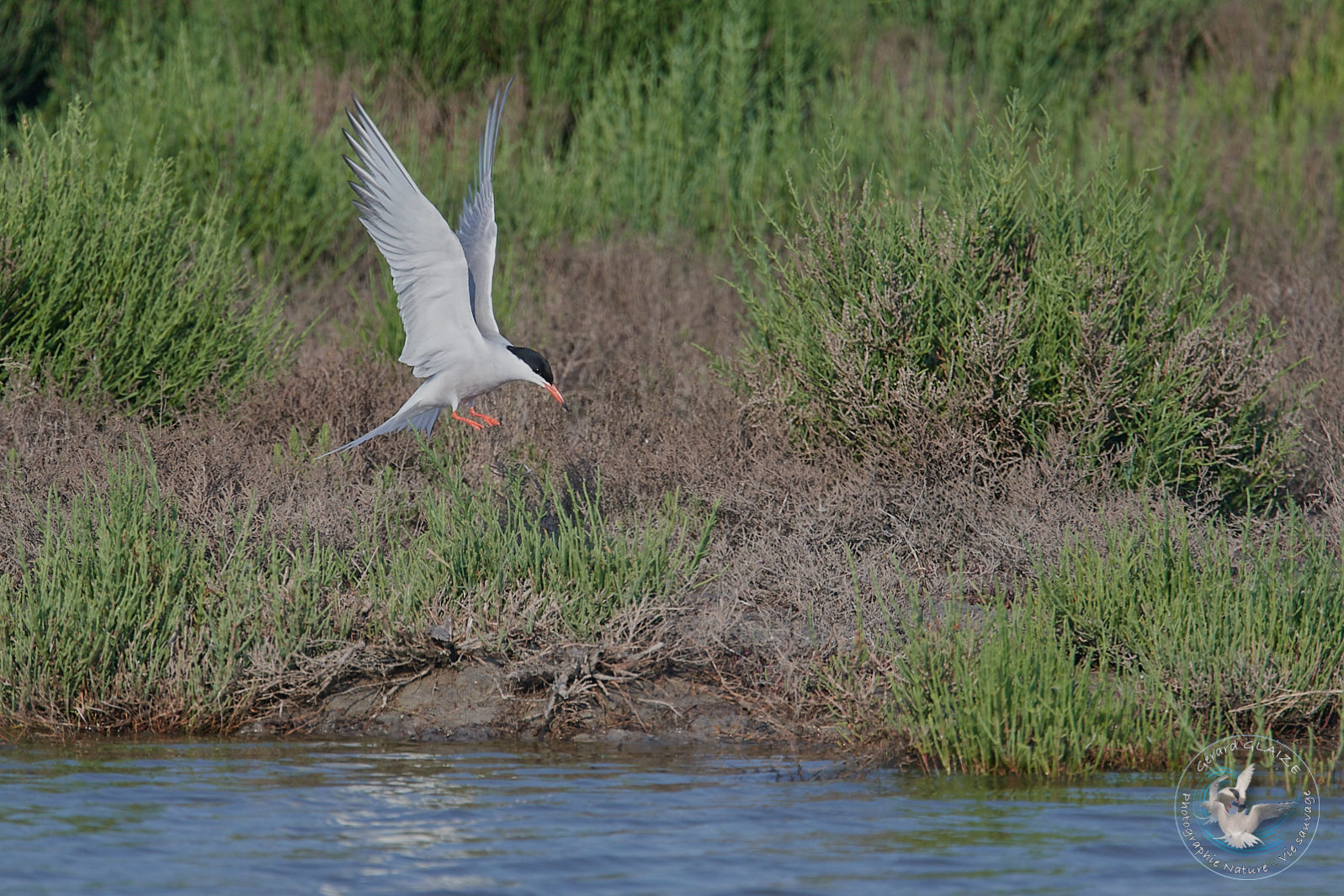 Sterne Pierregarin - Common Tern