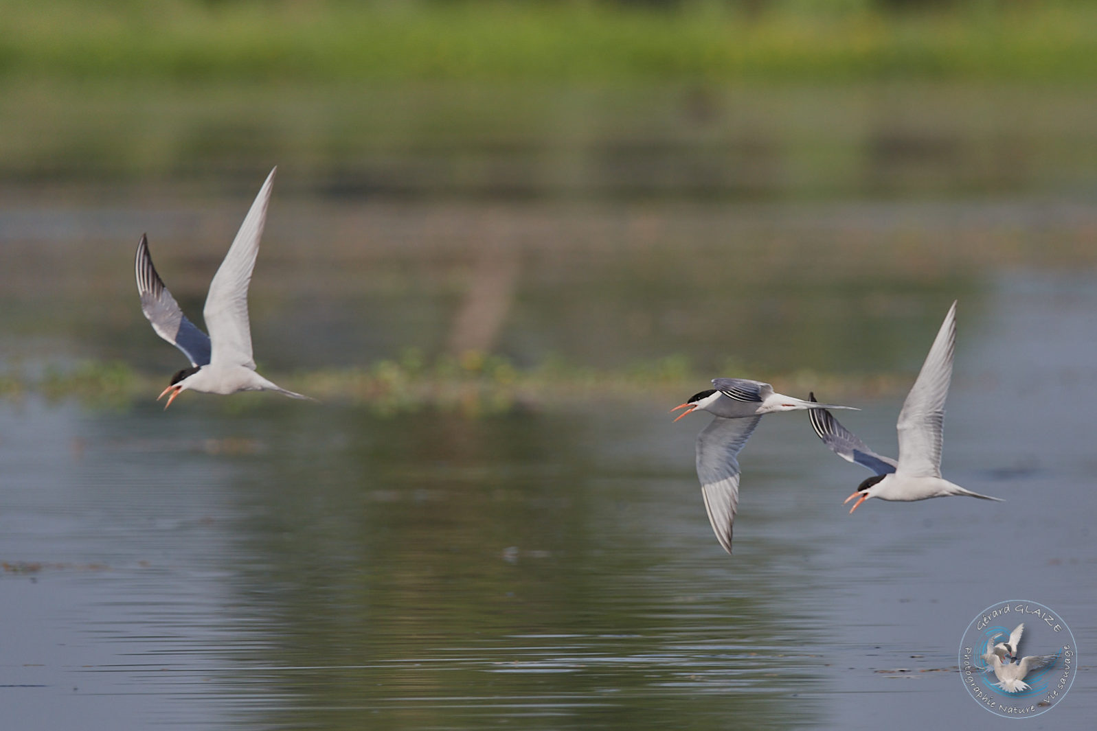 Sterne Pierregarin - Common Tern