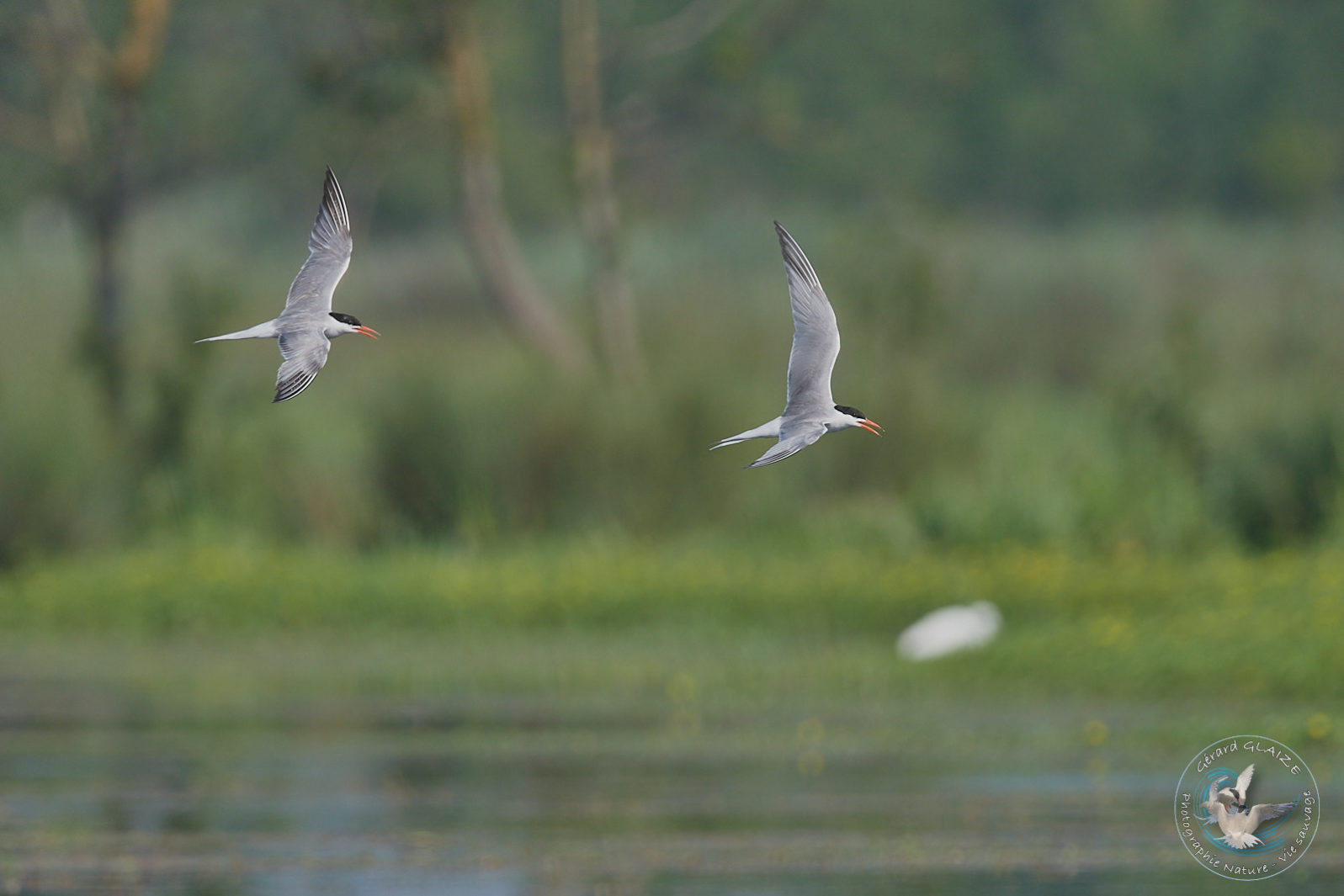 Sterne Pierregarin - Common Tern