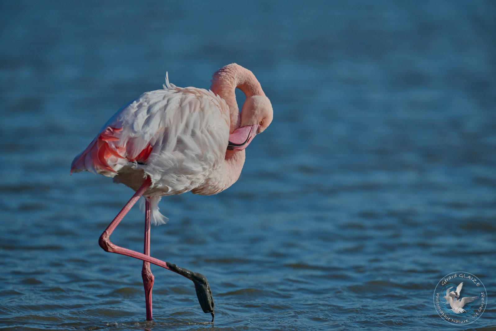 Flamant rose - Greater Flamingo