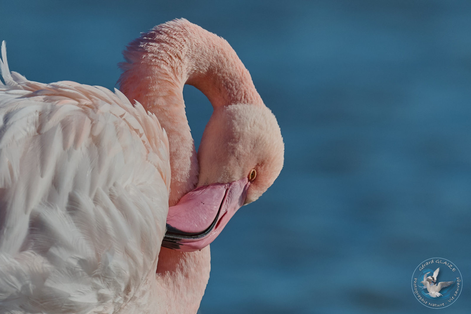 Flamant rose - Greater Flamingo