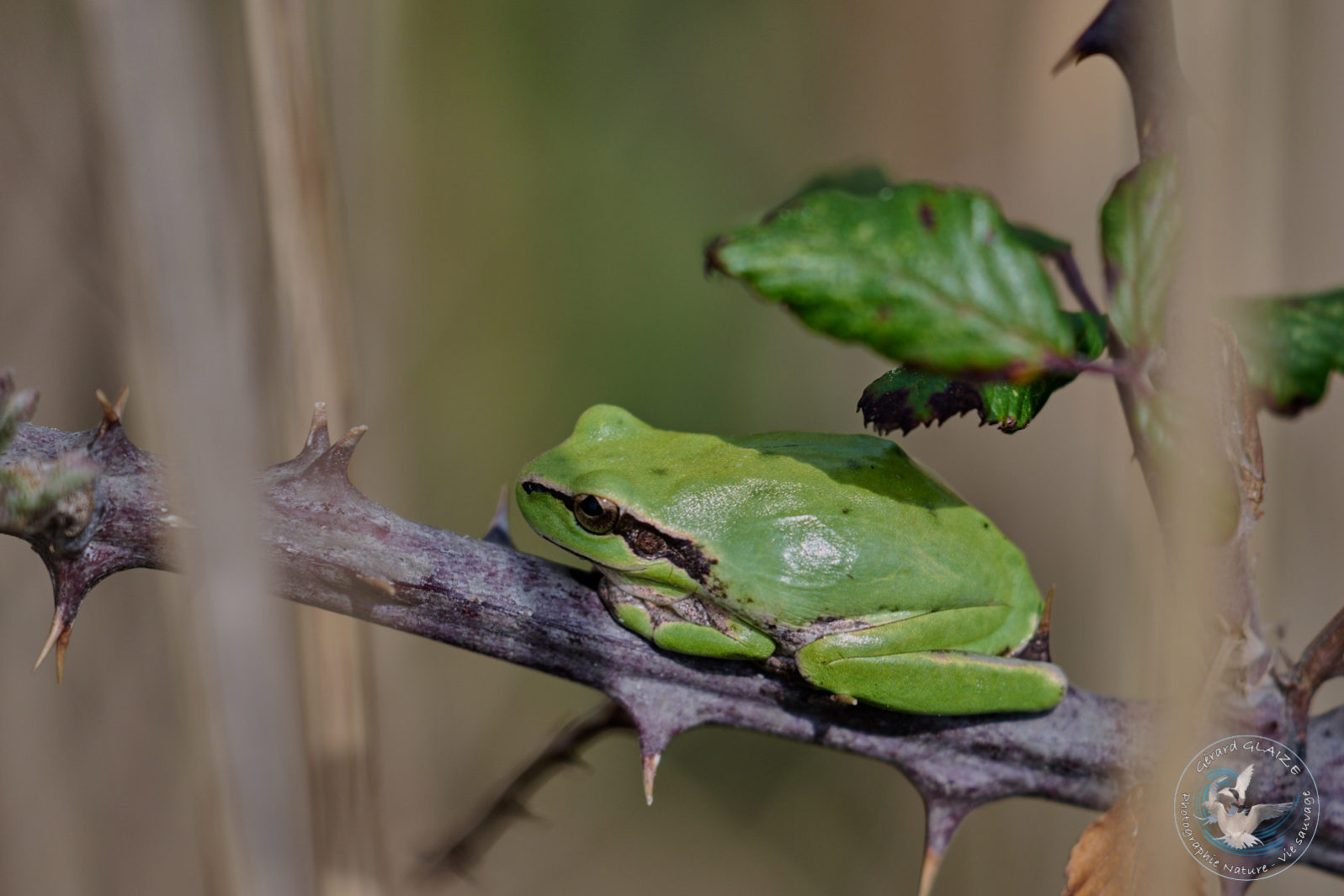 Les amphibiens - Rainette méridionale