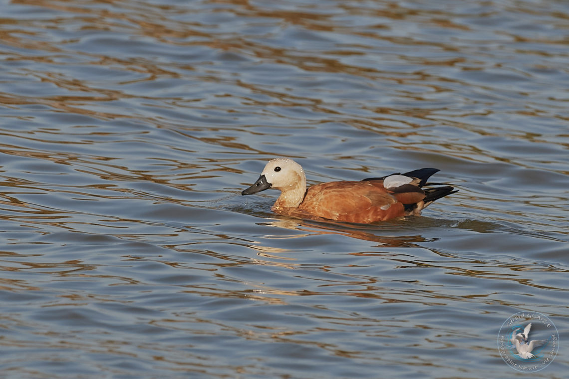 Tadorne Casarca - Ruddy Shelduck